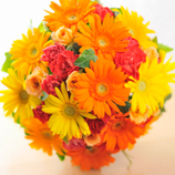 ���E���h�u�[�P